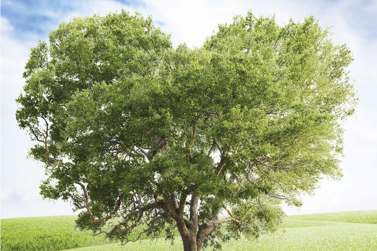 Ein Herz für Bäume