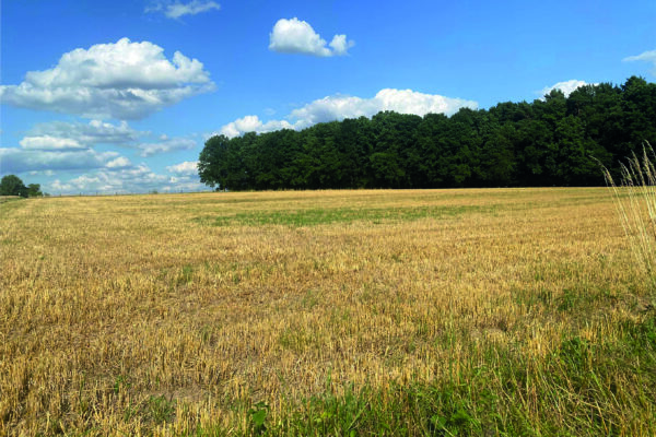 Perspektiven für 2050: Welche Landwirtschaft sehen wir morgen?